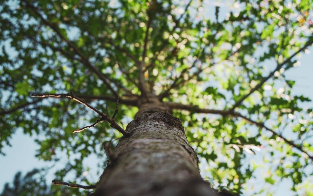 Participa de las II Jornadas de Naturalismo Botánico