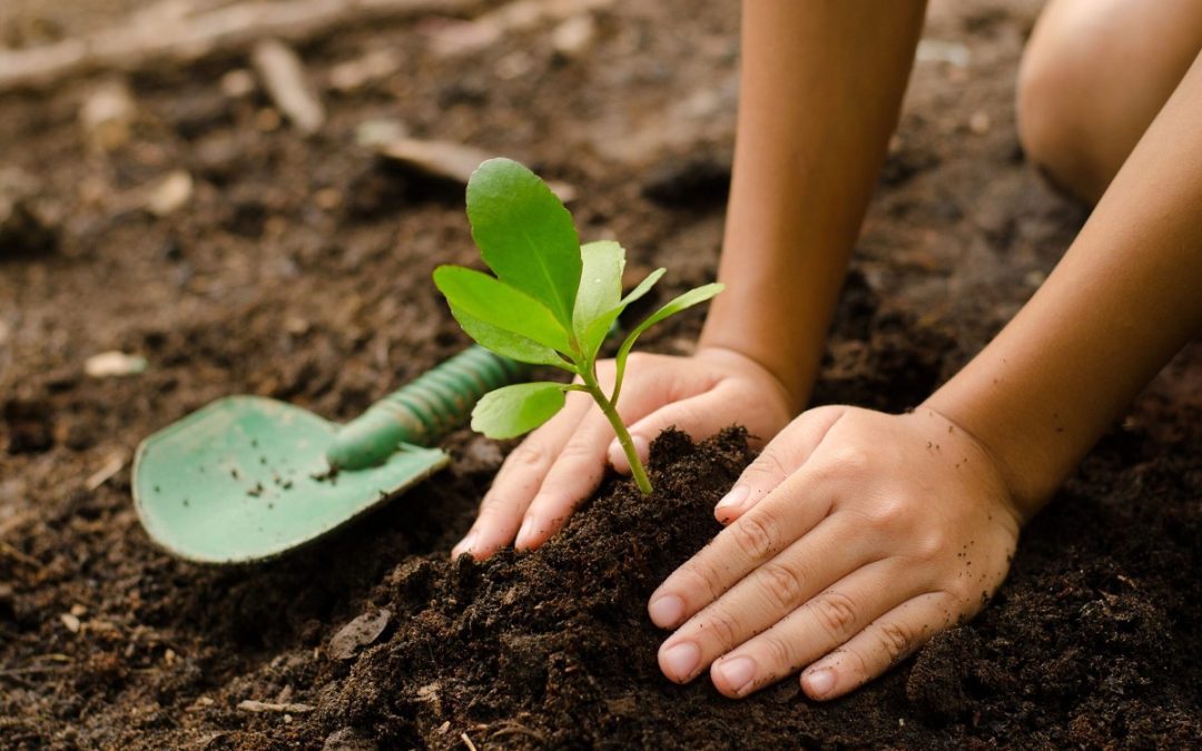 Cinco tips para promover la Educación Ambiental