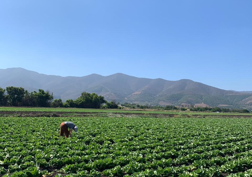 Innovación desde el territorio: La investigación de Javier Santa Cruz que busca transformar la agricultura chilena
