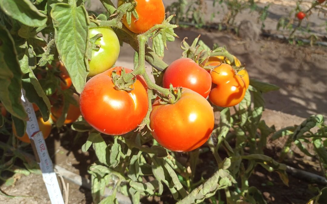 Científicos estudian variedades tradicionales de tomate resistentes a la sequía