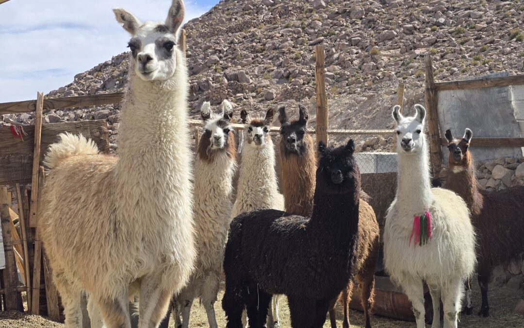 Investigación con National Geographic mostrará que el hábitat de camélidos era mayor en el pasado, mientras su población actual toca mínimos históricos