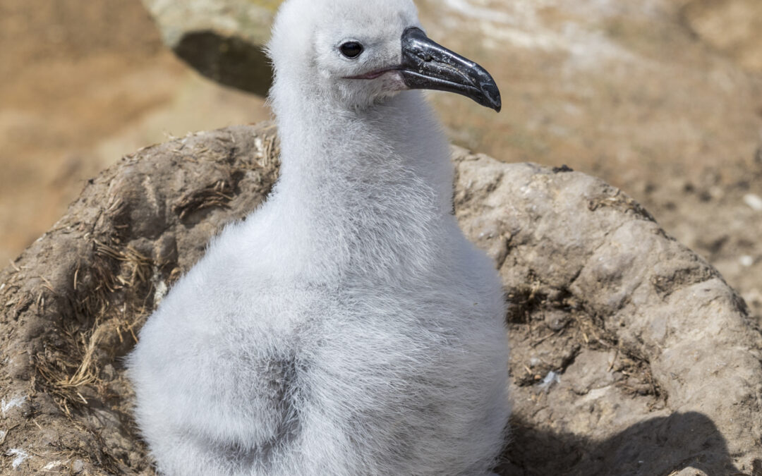 Cambio climático reduce el mundo habitable de las aves marinas: Estudio publicado en Nature Climate Change alerta sobre su futuro